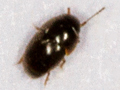 Acrotriches atomaria